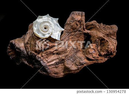 Intricate Spiky Seashell on a Piece of Driftwood Intricate Spiky Seashell on a Piece of Driftwood 130954278