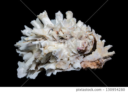 Textured Murex Ramosus Seashell on a Black Background 130954280