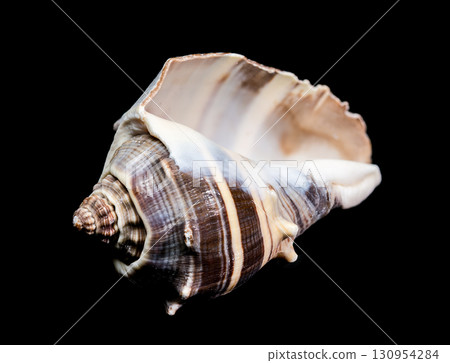 Detailed Whelk Shell with a Spiked, Spiral Shape Detailed Whelk Shell with a Spiked, Spiral Shape 130954284