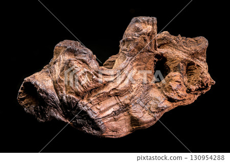 Beautifully Textured Piece of Natural Driftwood on Black Beautifully Textured Piece of Natural Driftwood on Black 130954288
