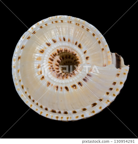 Elegant Pacific Sundial Shell with a Perfect Spiral Pattern Elegant Pacific Sundial Shell with a Perfect Spiral Pattern 130954291