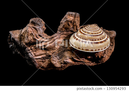 Elegant Pacific Sundial shell Architectonica perspectiva on driftwood 130954293