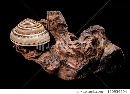 Elegant Pacific Sundial shell Architectonica perspectiva on driftwood Elegant Pacific Sundial shell Architectonica perspectiva on driftwood 130954294