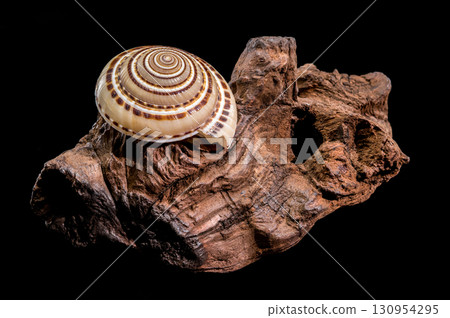 Elegant Pacific Sundial shell Architectonica perspectiva on driftwood 130954295