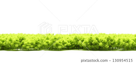 tree, isolated, branch, large, nature, plant, background, garden, forest, stem, summer, transparent, green, environment,  foliage, shadow, big, leaf, season, wood, object, natural, single, silhouette, 130954515