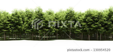 tree, isolated, branch, large, nature, plant, background, garden, forest, stem, summer, transparent, green, environment, foliage, shadow, big, leaf, season, wood, object, natural, single, silhouette, tree, isolated, branch, large, nature, plant, background, garden, forest, stem, summer, transparent, green, environment, foliage, shadow, big, leaf, season, wood, object, natural, single, silhouette, 130954520