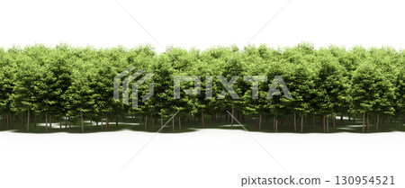 tree, isolated, branch, large, nature, plant, background, garden, forest, stem, summer, transparent, green, environment, foliage, shadow, big, leaf, season, wood, object, natural, single, silhouette, tree, isolated, branch, large, nature, plant, background, garden, forest, stem, summer, transparent, green, environment, foliage, shadow, big, leaf, season, wood, object, natural, single, silhouette, 130954521
