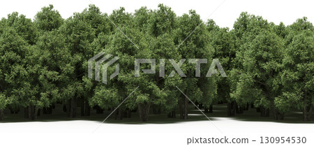 tree, isolated, branch, large, nature, plant, background, garden, forest, stem, summer, transparent, green, environment, foliage, shadow, big, leaf, season, wood, object, natural, single, silhouette, tree, isolated, branch, large, nature, plant, background, garden, forest, stem, summer, transparent, green, environment, foliage, shadow, big, leaf, season, wood, object, natural, single, silhouette, 130954530
