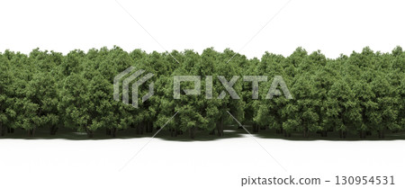 tree, isolated, branch, large, nature, plant, background, garden, forest, stem, summer, transparent, green, environment,  foliage, shadow, big, leaf, season, wood, object, natural, single, silhouette, 130954531