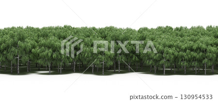 tree, isolated, branch, large, nature, plant, background, garden, forest, stem, summer, transparent, green, environment, foliage, shadow, big, leaf, season, wood, object, natural, single, silhouette, tree, isolated, branch, large, nature, plant, background, garden, forest, stem, summer, transparent, green, environment, foliage, shadow, big, leaf, season, wood, object, natural, single, silhouette, 130954533