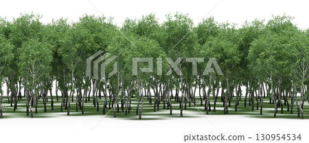 tree, isolated, branch, large, nature, plant, background, garden, forest, stem, summer, transparent, green, environment, foliage, shadow, big, leaf, season, wood, object, natural, single, silhouette, tree, isolated, branch, large, nature, plant, background, garden, forest, stem, summer, transparent, green, environment, foliage, shadow, big, leaf, season, wood, object, natural, single, silhouette, 130954534
