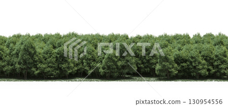 tree, isolated, branch, large, nature, plant, background, garden, forest, stem, summer, transparent, green, environment,  foliage, shadow, big, leaf, season, wood, object, natural, single, silhouette, 130954556