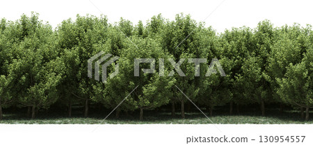 tree, isolated, branch, large, nature, plant, background, garden, forest, stem, summer, transparent, green, environment,  foliage, shadow, big, leaf, season, wood, object, natural, single, silhouette, 130954557