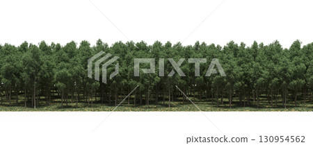 tree, isolated, branch, large, nature, plant, background, garden, forest, stem, summer, transparent, green, environment, foliage, shadow, big, leaf, season, wood, object, natural, single, silhouette, tree, isolated, branch, large, nature, plant, background, garden, forest, stem, summer, transparent, green, environment, foliage, shadow, big, leaf, season, wood, object, natural, single, silhouette, 130954562