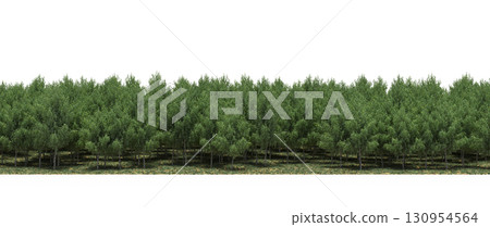 tree, isolated, branch, large, nature, plant, background, garden, forest, stem, summer, transparent, green, environment, foliage, shadow, big, leaf, season, wood, object, natural, single, silhouette, tree, isolated, branch, large, nature, plant, background, garden, forest, stem, summer, transparent, green, environment, foliage, shadow, big, leaf, season, wood, object, natural, single, silhouette, 130954564