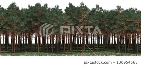 tree, isolated, branch, large, nature, plant, background, garden, forest, stem, summer, transparent, green, environment,  foliage, shadow, big, leaf, season, wood, object, natural, single, silhouette, 130954565
