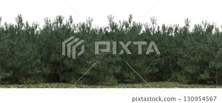 tree, isolated, branch, large, nature, plant, background, garden, forest, stem, summer, transparent, green, environment,  foliage, shadow, big, leaf, season, wood, object, natural, single, silhouette, 130954567
