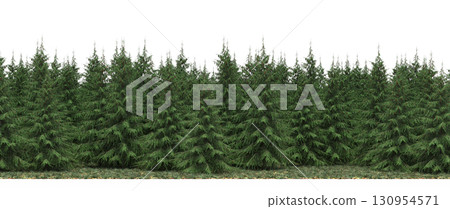 tree, isolated, branch, large, nature, plant, background, garden, forest, stem, summer, transparent, green, environment,  foliage, shadow, big, leaf, season, wood, object, natural, single, silhouette, 130954571