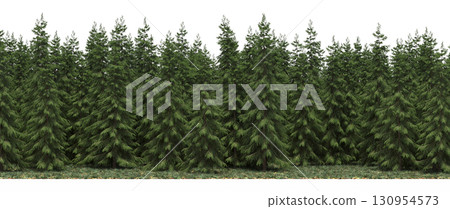 tree, isolated, branch, large, nature, plant, background, garden, forest, stem, summer, transparent, green, environment,  foliage, shadow, big, leaf, season, wood, object, natural, single, silhouette, 130954573