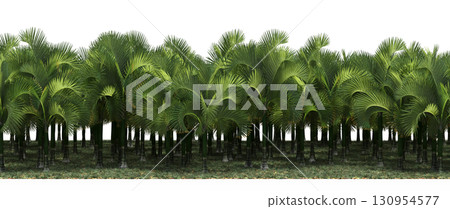 tree, isolated, branch, large, nature, plant, background, garden, forest, stem, summer, transparent, green, environment,  foliage, shadow, big, leaf, season, wood, object, natural, single, silhouette, 130954577