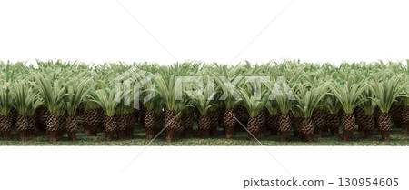 tree, isolated, branch, large, nature, plant, background, garden, forest, stem, summer, transparent, green, environment,  foliage, shadow, big, leaf, season, wood, object, natural, single, silhouette, 130954605