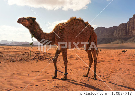 Three camels, one large animal in foreground, walking on orange red sand of Wadi Rum desert, mountains background Three camels, one large animal in foreground, walking on orange red sand of Wadi Rum desert, mountains background 130954718
