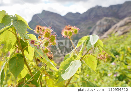 Local flora - grass and small bushes, most of it endemic to Madagascar growing in Andringitra National Park as seen during trek to peak Boby 130954720