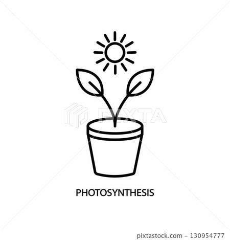 Photosynthesis outline icon. Thin line icon from education collection. 130954777