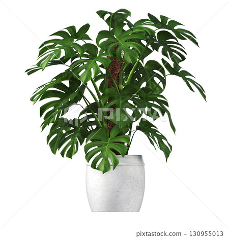 decorative flower in a pot isolate on a transparent background, 3D illustration, cg render 130955013