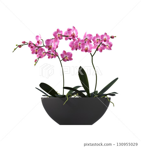 decorative flower in a pot isolate on a transparent background, 3D illustration, cg render 130955029