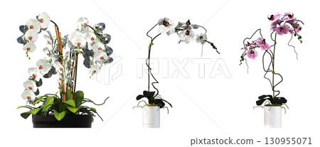 decorative flower in a pot isolate on a transparent background, 3D illustration, cg render decorative flower in a pot isolate on a transparent background, 3D illustration, cg render 130955071