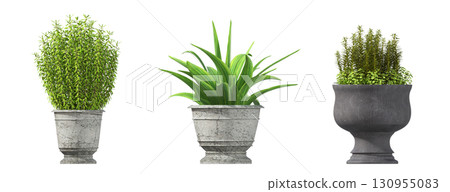 decorative flower in a pot isolate on a transparent background, 3D illustration, cg render 130955083