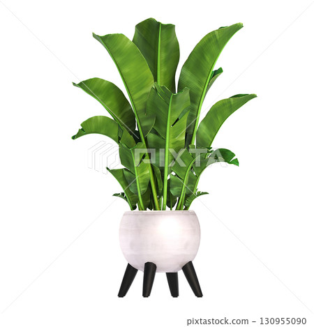 decorative flower in a pot isolate on a transparent background, 3D illustration, cg render 130955090