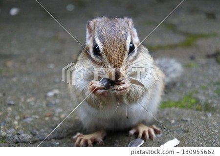 Chipmunks while eating 130955662