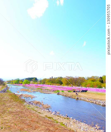 Moss Phlox, Shibazakura, Tachiya River, Cherry Blossoms, Yamagata City Moss Phlox, Shibazakura, Tachiya River, Cherry Blossoms, Yamagata City 130955705