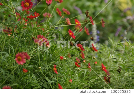 Vibrant Red Flowers in a Garden 130955825
