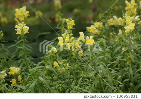 Yellow Snapdragon Flowers in Bloom Yellow Snapdragon Flowers in Bloom 130955831