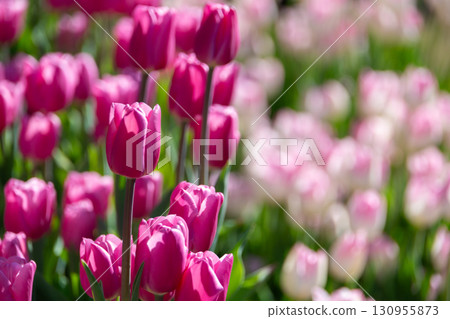 Colorful ice tulips blooming in a tulip field 130955873