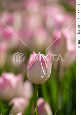 Beautiful pink ice tulips 130955874