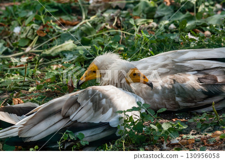 Common vulture (Neophron percnopterus) Common vulture (Neophron percnopterus) 130956058