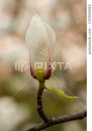 Macro blooming magnolia on a close-up branch Macro blooming magnolia on a close-up branch 130956062