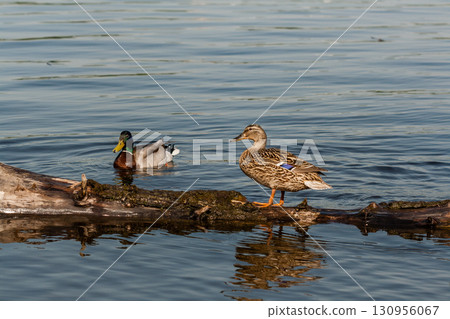 Duck and drake sit on a log Duck and drake sit on a log 130956067