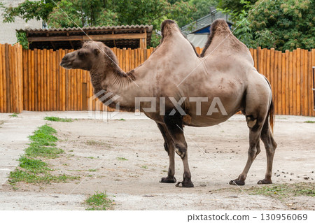 Bactrian camels with brown hair in the zoo 130956069