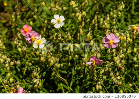 Beautiful flowers on which the bee sits Beautiful flowers on which the bee sits 130956070
