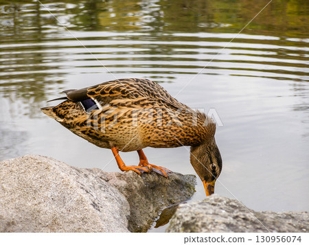 Duck sits on a rock 130956074