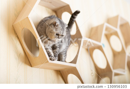 Cute gray tabby scottish fold cat playing on special wooden wall shelf 130956103