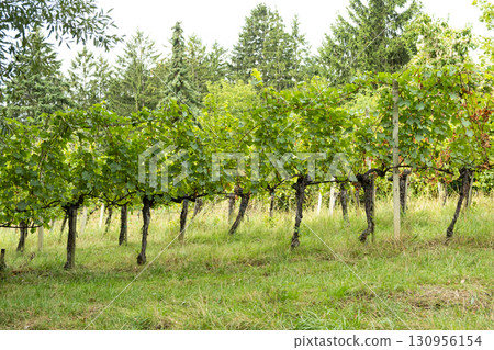 Vineyards in Austria in September, harvest, winery 130956154