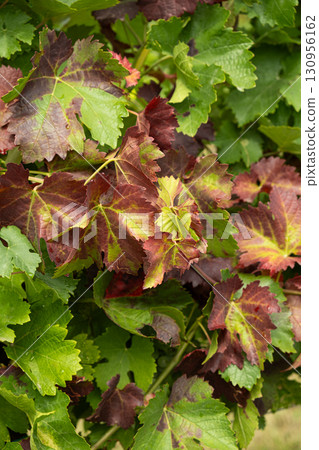 Grape leaves that have changed color, vineyard disease. 130956162