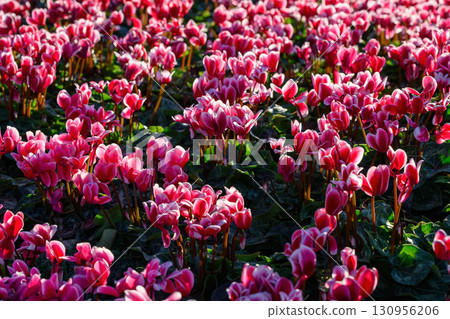 Cyclamen flower bloom in the garden 130956206