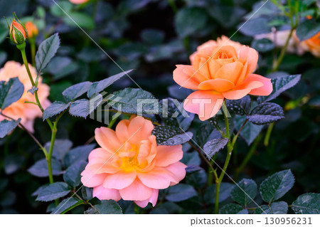 Spray Rose Lovely flowers blooming in the garden, in Thailand. 130956231